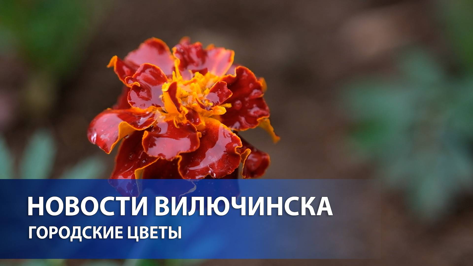 ГОРОДСКИЕ ЦВЕТЫ