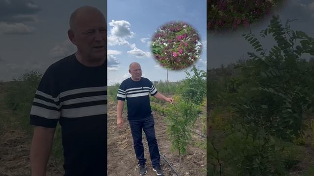 Робиния лжеакация Каск Руж (Robinia), h 1.5-2.5м, d 0,5-0,10м ком