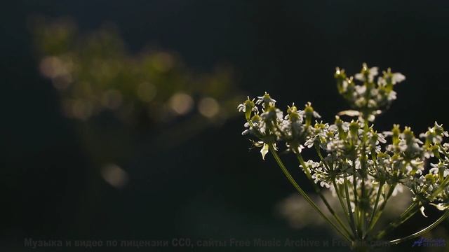 Мелодия, делающая даже дождь за окном машины романтичным - The Gospel Of The Earth -- Omura -- The W