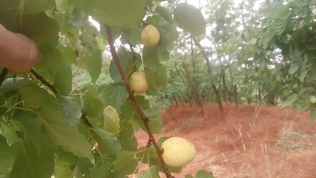 VID_20250616_090016.mp4