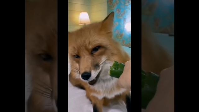 Животный  Мир нас радует и веселит. 🦊🐼🦩