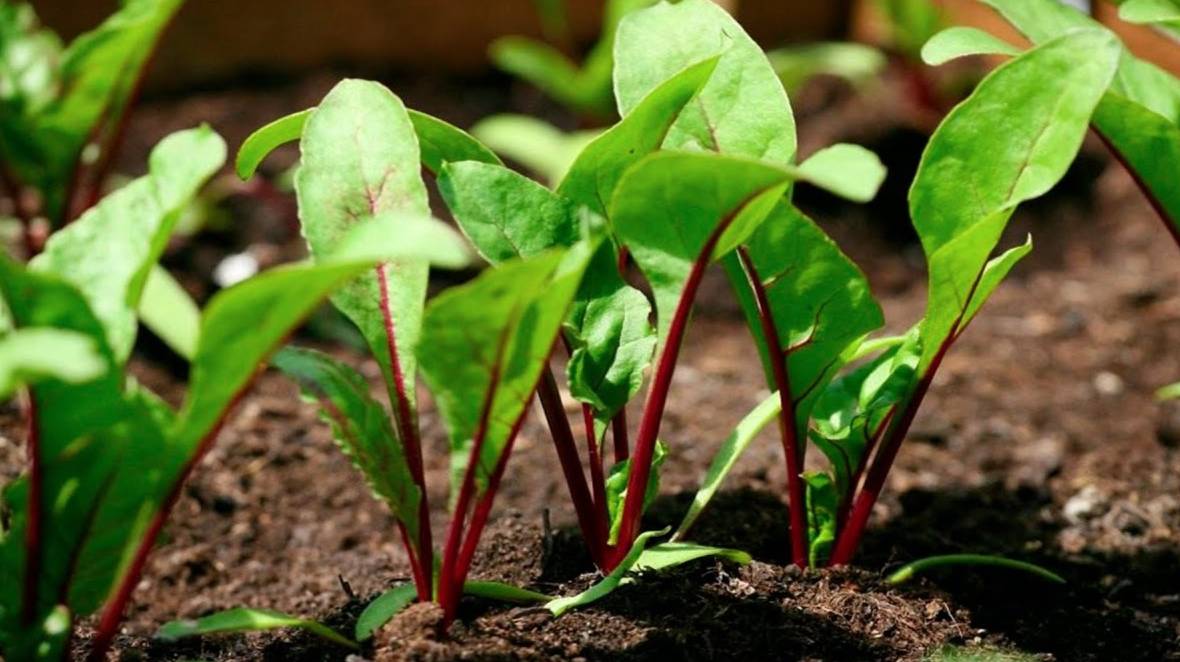 СВЁКЛА ВЗОШЛА: 4 простых шага для РОСТА БОТВЫ и мощный толчок для СЛАДКИХ КОРНЕПЛОДОВ