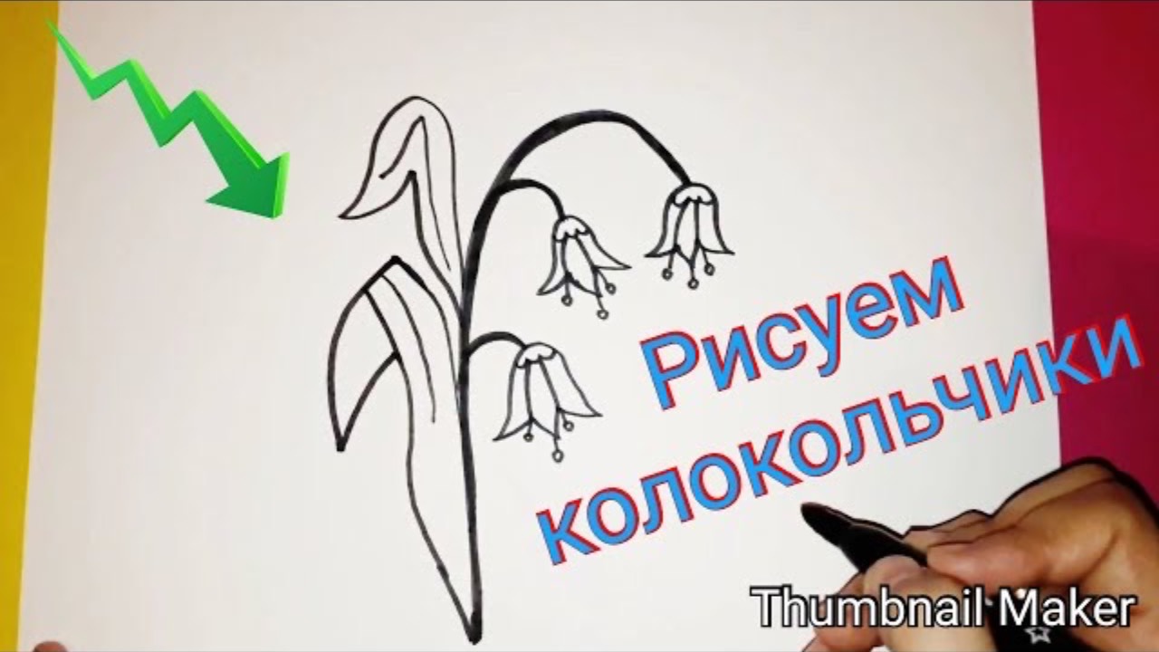 🎨Как нарисовать КОЛОКОЛЬЧИКИ 🧑🎨 Учимся рисовать ✍️ Рисуем цветок колокольчи 🩵