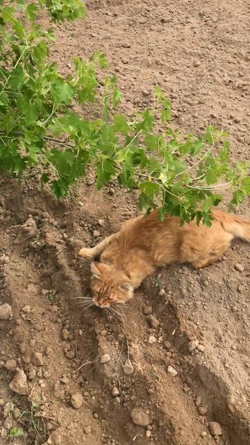 Кот Альфушка на грядке, отдыхает