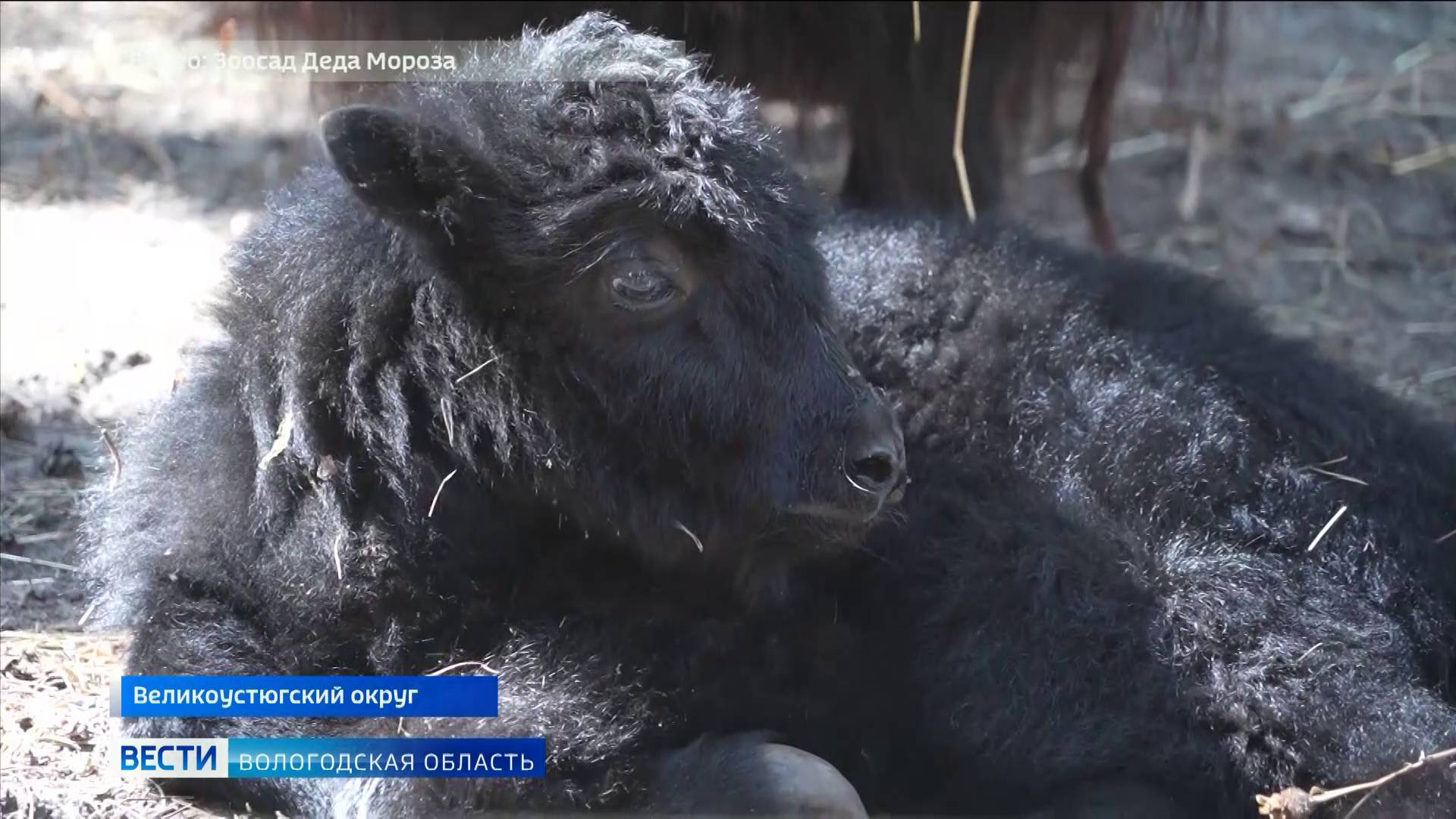 В зоопарке в Вотчине Деда Мороза у пары яков родился телёнок