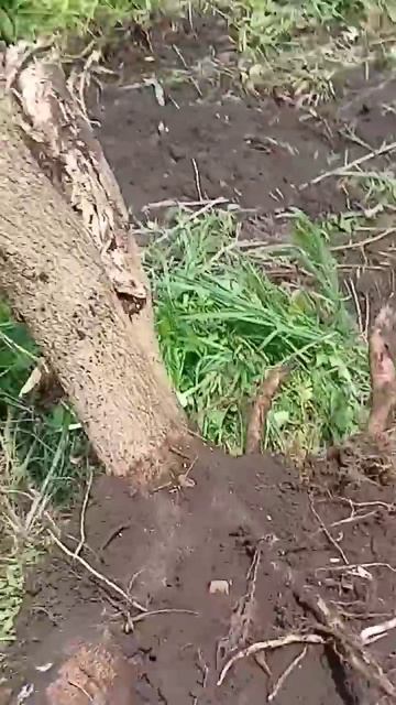 корчевание 10 соток малышом Rippa