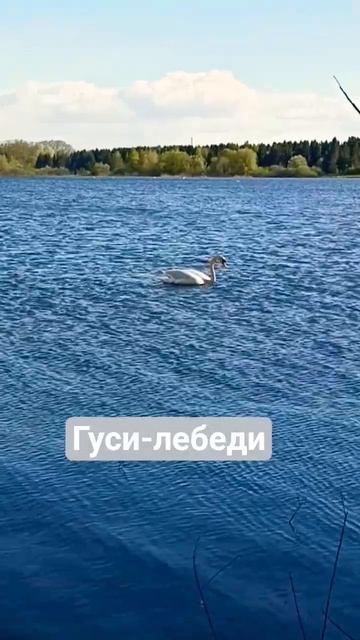 смотрим и наслаждаемся #рыбалка #лебеди #fishing #озеро