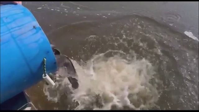 Зарыбление сомиком. Произведён запуск 100кг в Нижний пруд. Клёвое место лосиный остров.