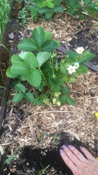 Подкормки клубники для сладкой, крупной ягоды #клубника #ягода #подкормки #Верадача