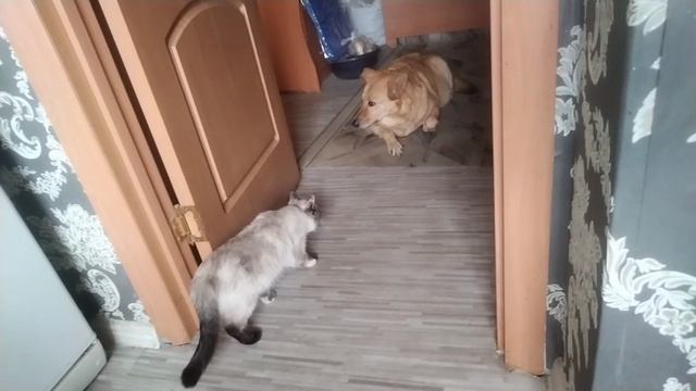 Смертельный номер 👍