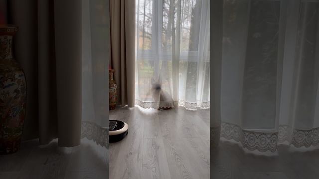 When Richie is misses his owner