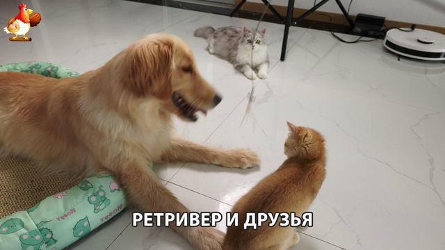 Золотистый ретривер и его друзья милые питомцы 🐕 выпуск (99)
