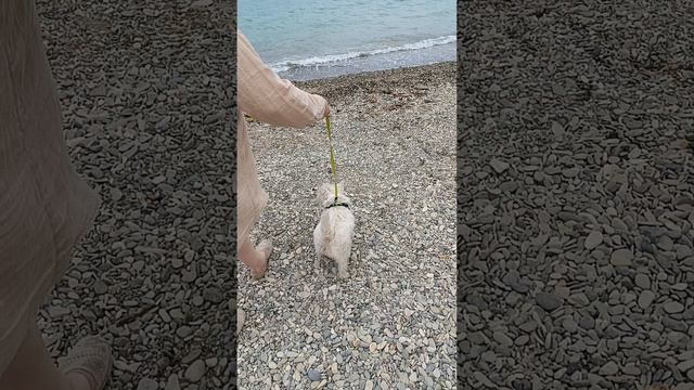 Знакомство с морем.mp4