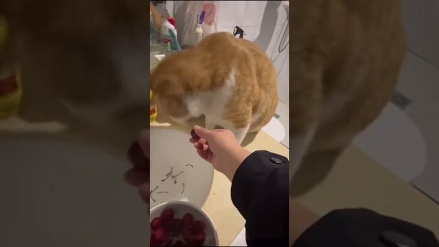 Кошечки, приколы котэ