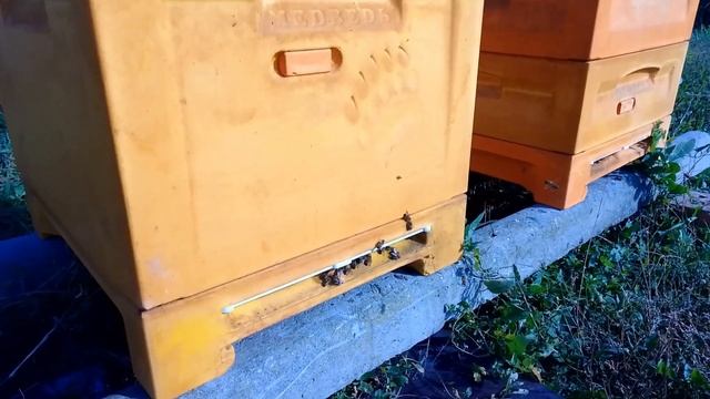30 Октября Пчелы собирают пыльцу