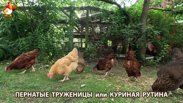 Куры несушки свободного выгула и их обычная куриная рутина – эпизод (456)