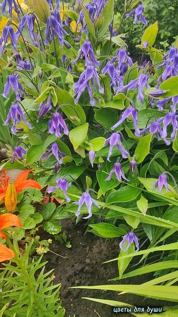 КЛЕМАТИС ЦЕЛЬНОЛИСТНЫЙ КУСТОВОЙ
15.06.25