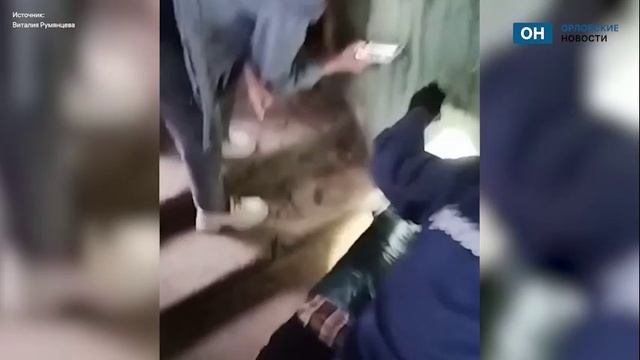В Орле спасли сфинкса