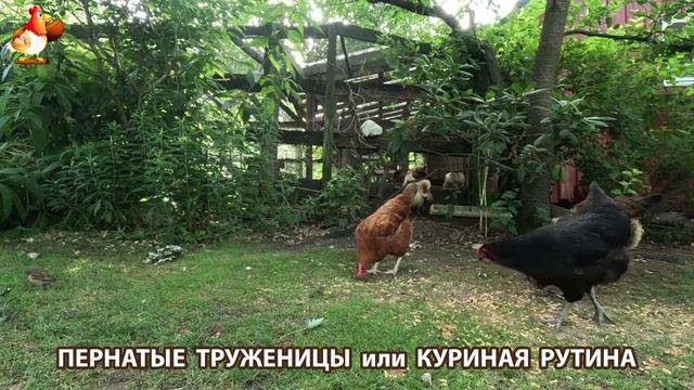 Куры несушки свободного выгула и их обычная куриная рутина – эпизод (454)