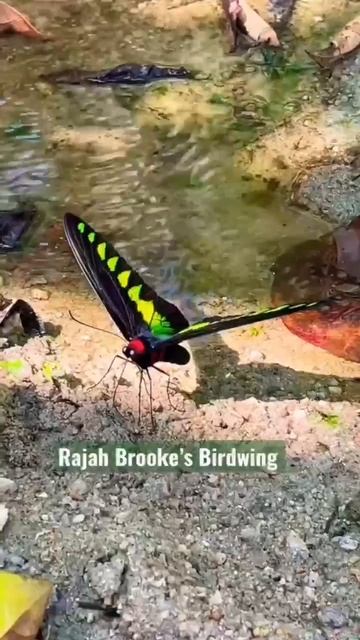Редкая тропическая бабочка Trogonoptera brookiana.