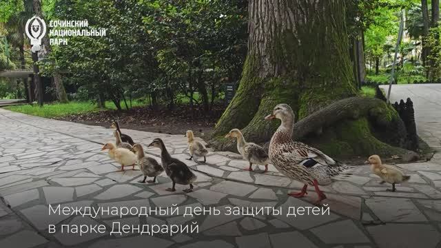 День защиты детей в парке Дендрарий