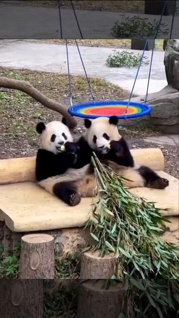 Панды на отдыхе 🐼🥰🤩