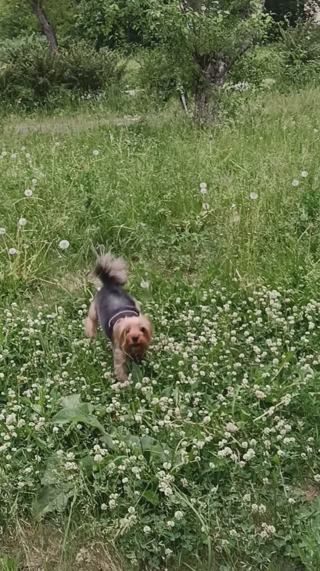 Barbaras Rhabarber Hunde