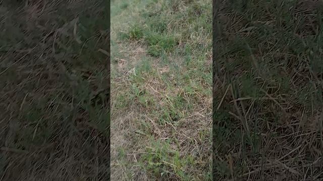 1000004335.mp4