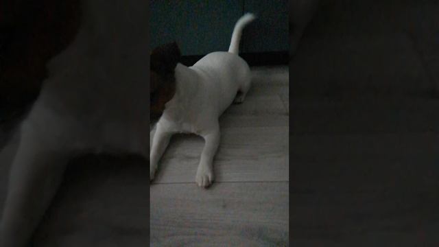 VID_20250616_190309.mp4