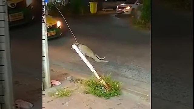 ОСКАРА СОБАКЕ