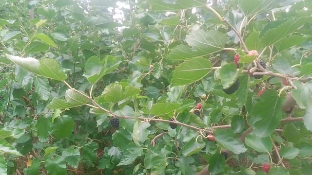 VID_20250616_085346.mp4