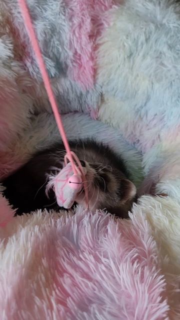 Хорёк Акито 🥰
