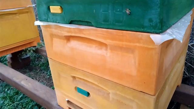 Пчелосемья начало развитие 2025