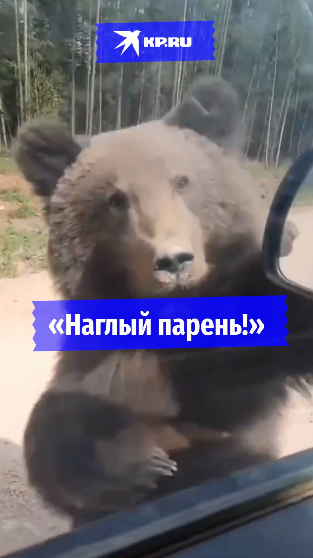 Сообразительный медведь клянчит угощения на дороге в Якутии