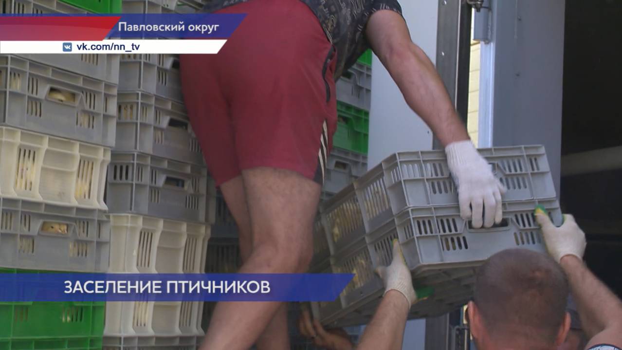 Нижегородские фермеры запускают новые птичники с современной технологией