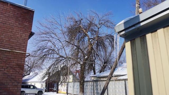 Дерево зима