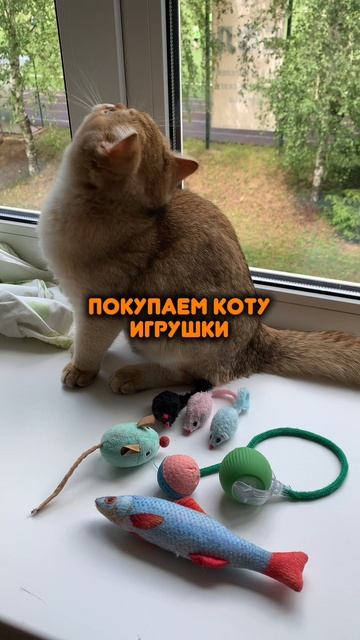 он сам решает с чем ему играть #британскаяшиншилла #котикиприколы #золотаяшиншилла