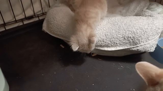 Наши котята проснулись и вовсю играют! Маленькие непоседы полны энергии и готовы к приключениям.
