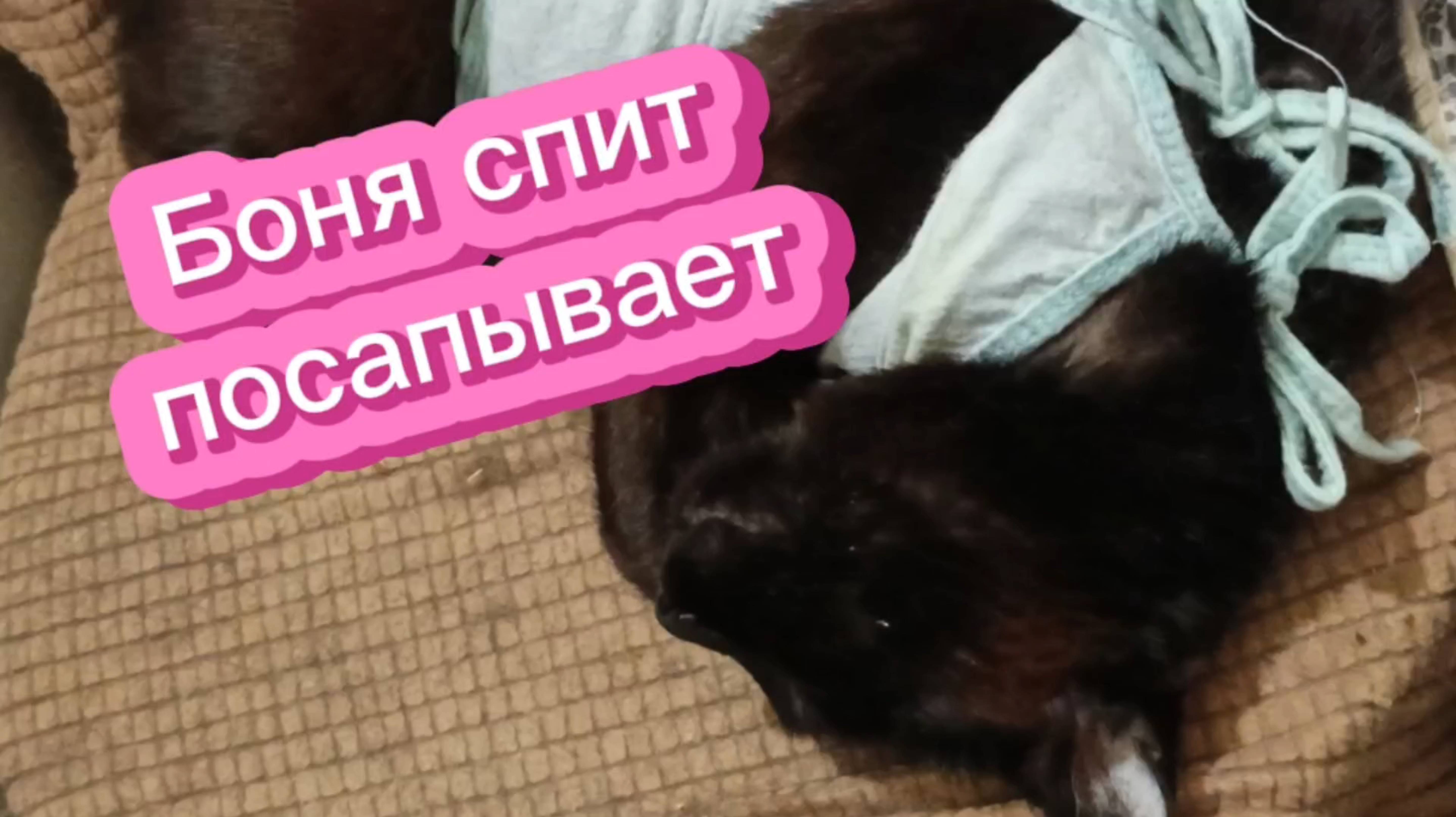 Боня спит, во сне сопит.