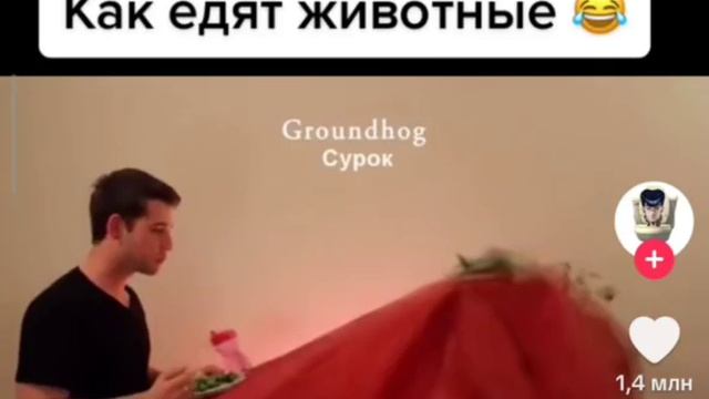 как едят животные