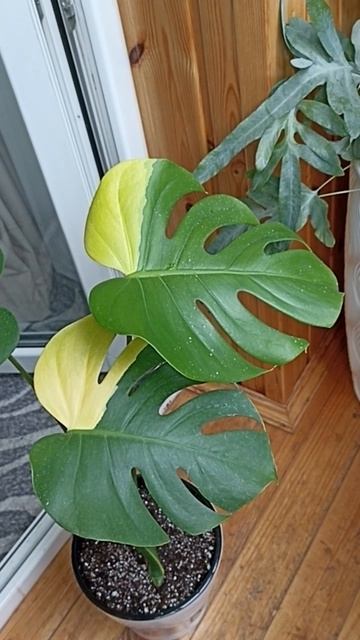 Монстера Merilyn