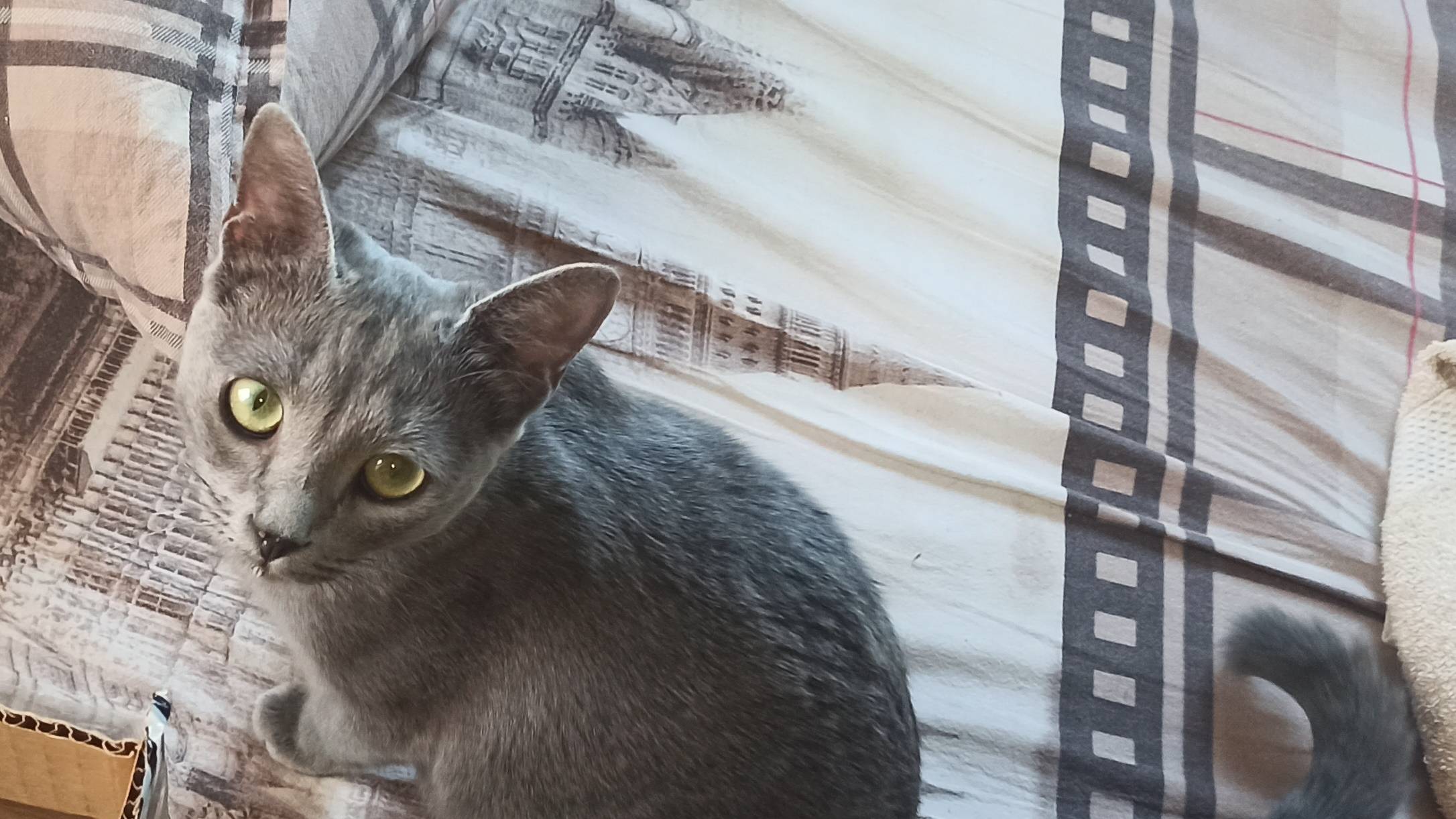 котята знакомятся с мышами 2