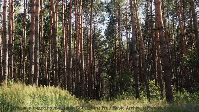 Леса открываются вместе с каждой новой нотой - Thom Yorke (At Home) -- Podington Bear -- Homage From