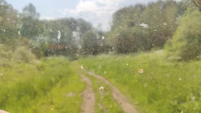 Пасека на Алтае. Наш основной медонос в тайге, дягель.
