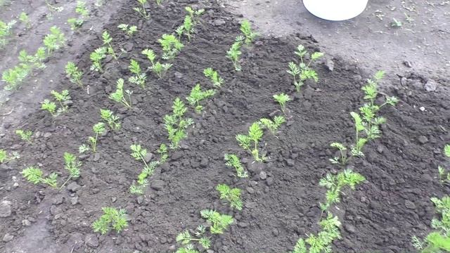 О прореживании моркови