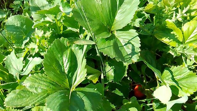 VID_20250616_092449.mp4 клубника