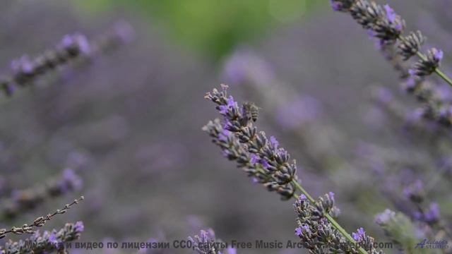 Когда музыка звучит так же мощно, как прибой! - Tropical Specimens of the Western Kind ft. Kiyoshi -