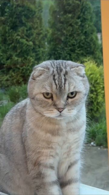 #животные #комедия #юмор #котики
