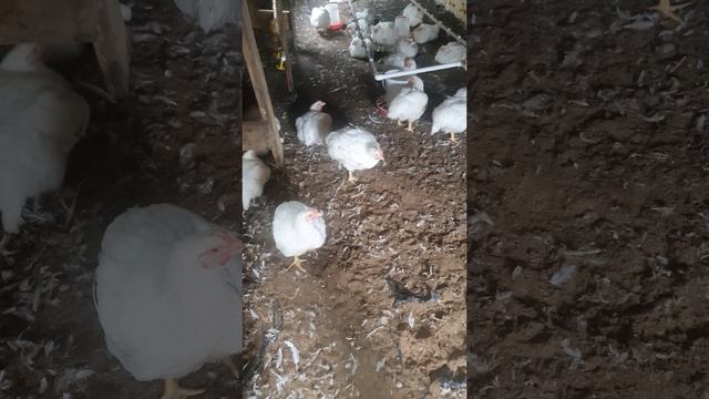 20250612_102419.mp4