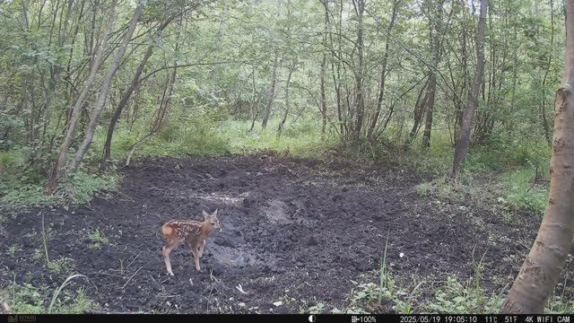 Маленький оленёнок вышел на первую прогулку